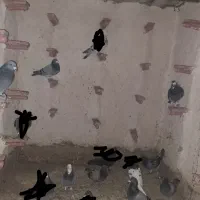 کفتر پلاکی