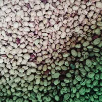 لوبیاچیتی درشت وبوجاری گرد