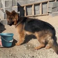 سگ ژرمن ۲تا ماده