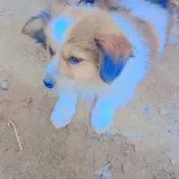 سگ پا کوتاه