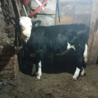 گوساله ماده