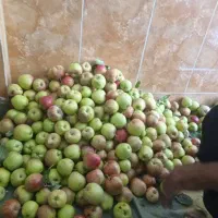 سیب درختی تازه تازه از باغ چیدم