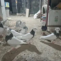 کبوتر طوقی