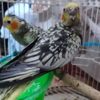 جوجه عروس هلندی
