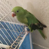 فروش طوطی ملنگو