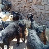 چبش تکه