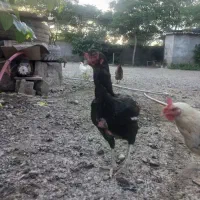 مرغ لاری نژادار