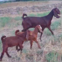 ۱ راس بز پاکستانی دوقلو  دوم شکم
