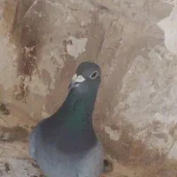 کبوتر