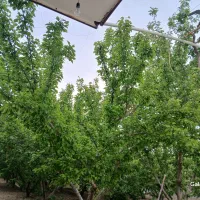فروش باغ چهار دیواری بهترین لوکیشن اسفهران