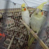 جفت عروس هلندی بی نظیر
