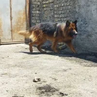 سگ ژرمن نر 2 ساله