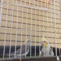 یک جفت عروس هلندی