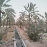 فروش ۲.۵ هکتار باغ با نخل