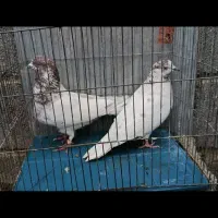 چند جفت کفتر