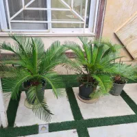 فروش سیکاس