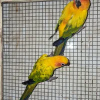 واگذاری دوعدد طوطی خورشیدی نر و ماده