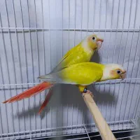 گرینچیک،سانچیک