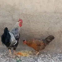 پرنده