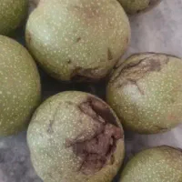 گردو