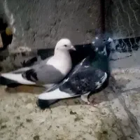 کبوتر کفتر