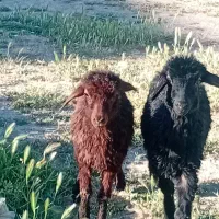 دوتا بره خوب ماده