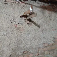 کبوتر ککیلی ماده