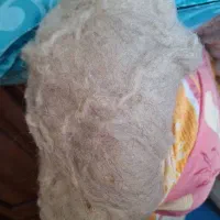 پشم گوسفندی درجه ۱
