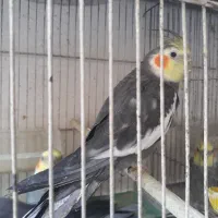 طوطی عروس مولد