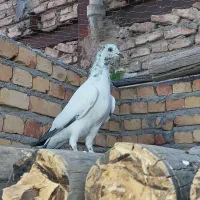 کفتر جوجه