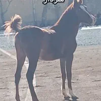 اسب|اسب و تجهیزات اسبسواری|اراک, |دیوار