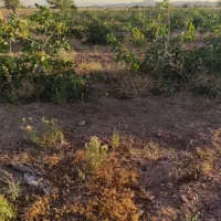 زمین-کشاورزی-5300متری