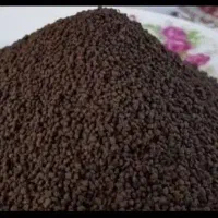 چایی کله مورچه ای