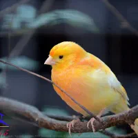 قناری باغی سه عدد موجوده دونه