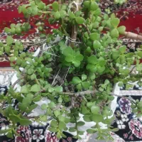 گل بنسای خرفه و سانسوریا