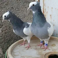کفتر بهبانی و پلاکی زد خورد