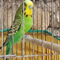 مرغ عشق انگلیسی مولد و مرغ عشق پروانه ای