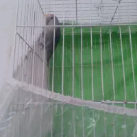 طوطی کونوله