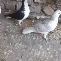 ساله لایی ساده سیاه سبز پلاکی جونه ویک زاغ