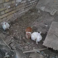 بچه خرگوش بامزه