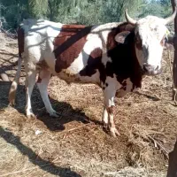 نرگاو سیمینتال سنگین وزن درجه یک