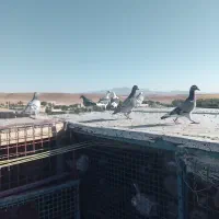 کفتر