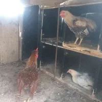 خروس جوان سالم
