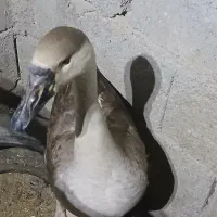غوغاز