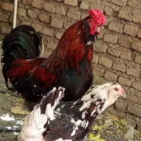 مرغ خروس