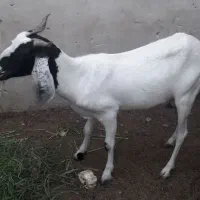ماده نسل دار