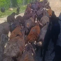 30 راس گوسفند قزل بره دار مخصوص خاص پسندا