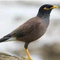 مرغ مینا