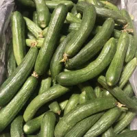 خیار شوری