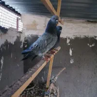یک جفت سرور سبز